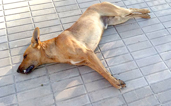 Dolor y temor en Carrilobo por la matanza de perros Dolor y temor en Carrilobo por la matanza de perros