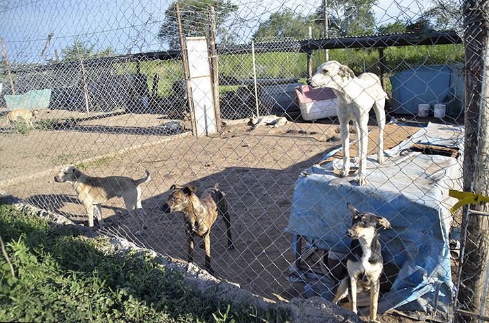 Vándalos robaron en albergue de perros y abrieron todos los caniles