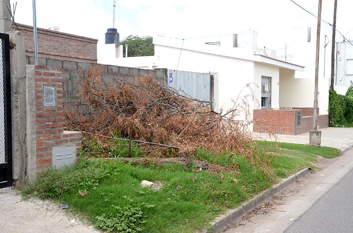 Un mes esperando que retiren las ramas caídas por el temporal