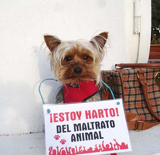 Se viene una marcha contra el maltrato animal