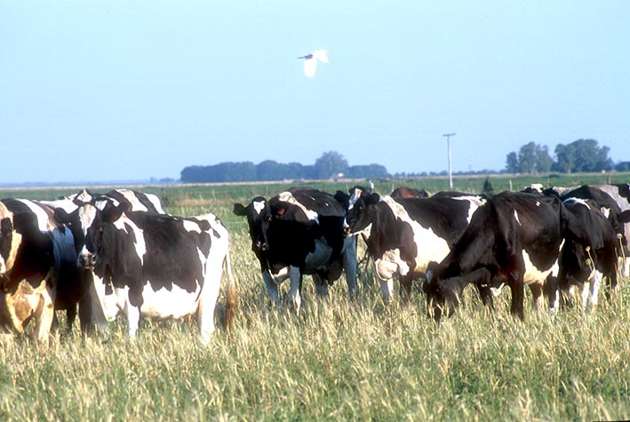 En 2016 Argentina produjo un 12,5% menos de leche