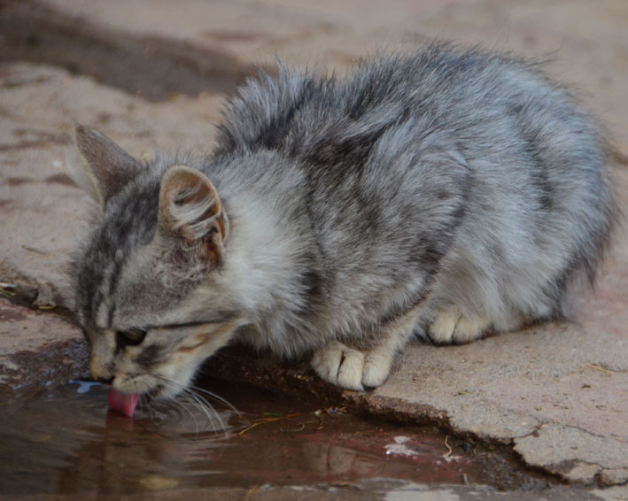 El gato y el agua