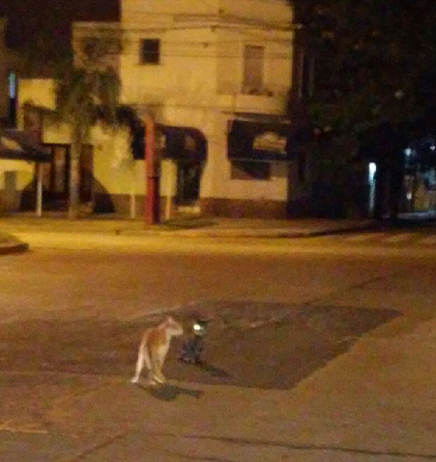 Gato rojo, gato negro