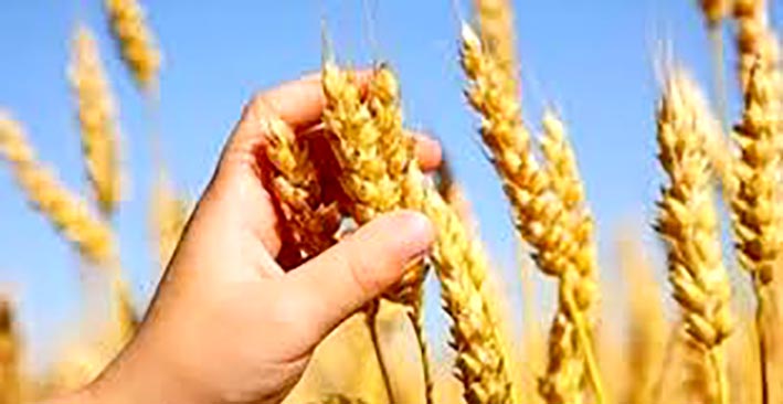 Incentivan a producir trigo de calidad