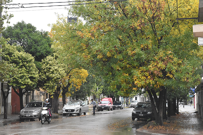 Un 34% de los 880 árboles con que se inició la reforestación son fresnos