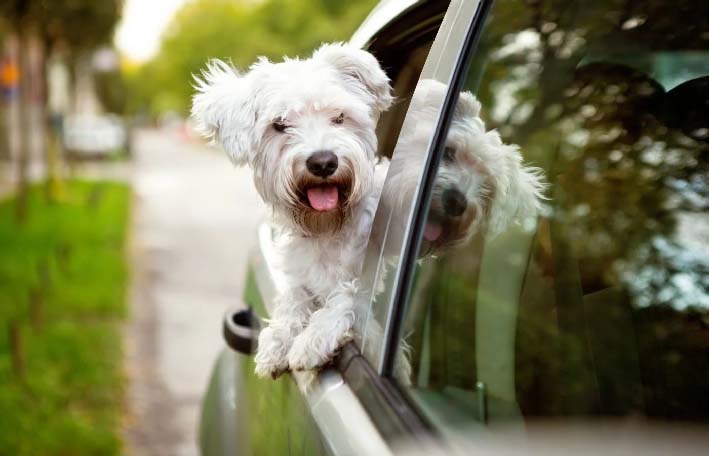 Es solo un perro Es solo un perro