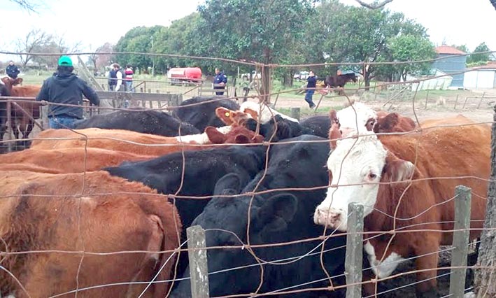 Vaquitas ajenas