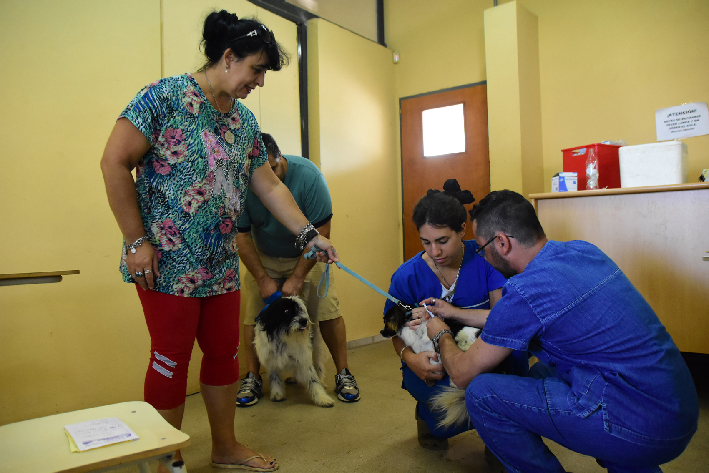 El municipio inmunizó de forma gratuita a 466 mascotas