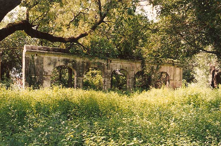 El vivero “La Panchita” de José Pérez Benítez