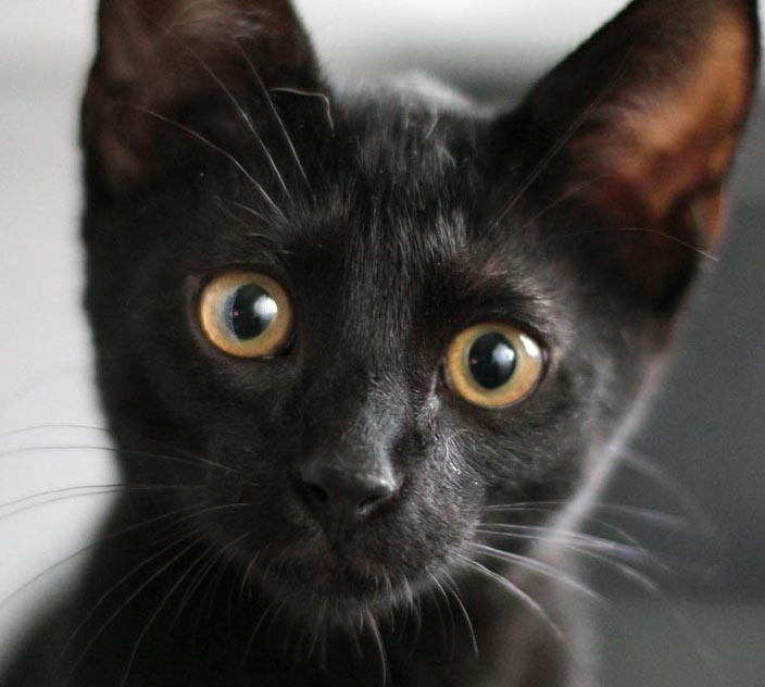 Carta de un gato a su ama Carta de un gato a su ama