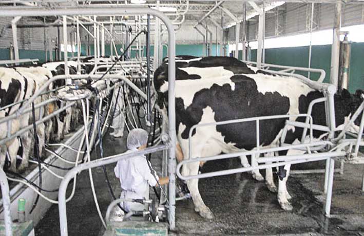 Se consolida el aumento de la producción láctea