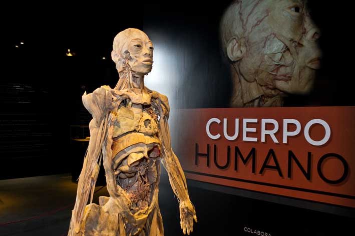 Arriba a Córdoba la muestra “Cuerpo humano”