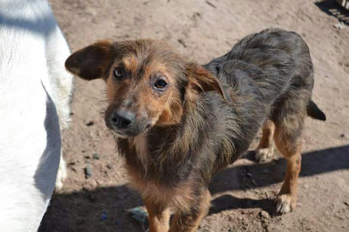 Los perros de la cava