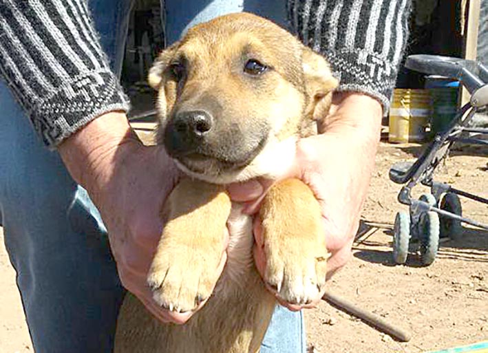 Buscan un hogar Buscan un hogar