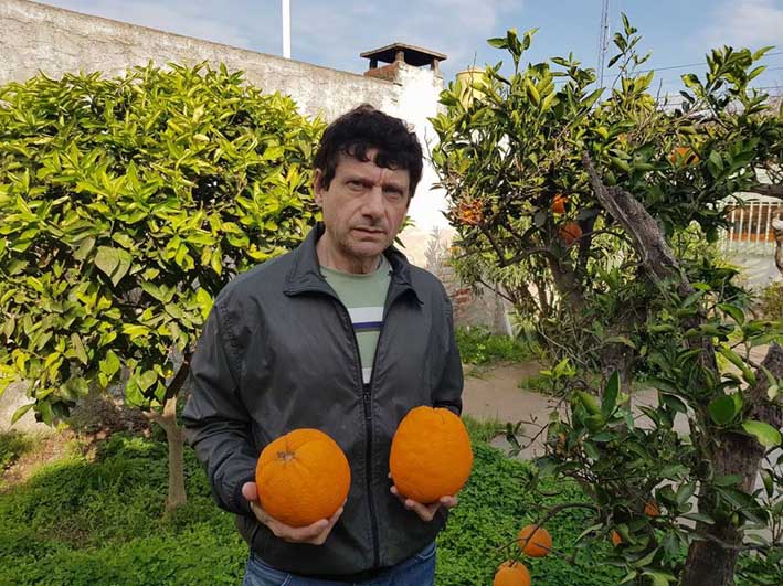 Cosechó “supernaranjas” de un kilo