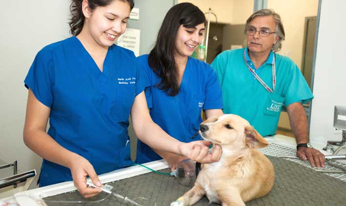 Se celebra hoy el Día del Veterinario