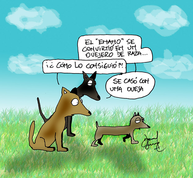 Humor perruno