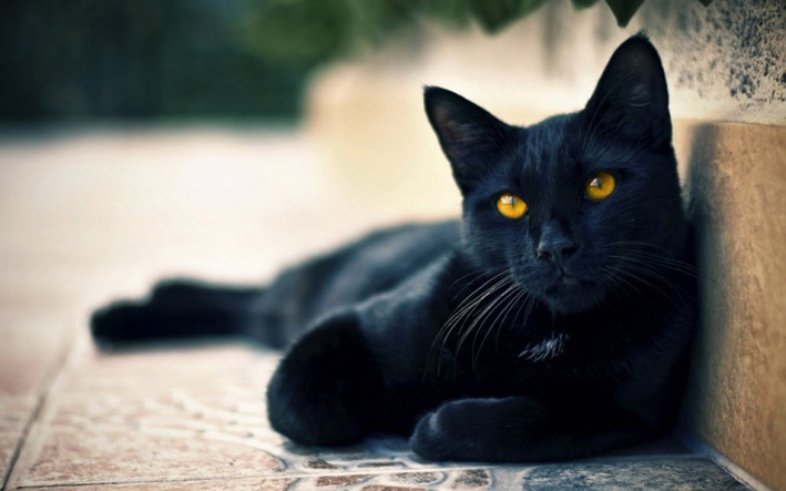 ¿De dónde viene la «mala suerte» de los gatos negros?