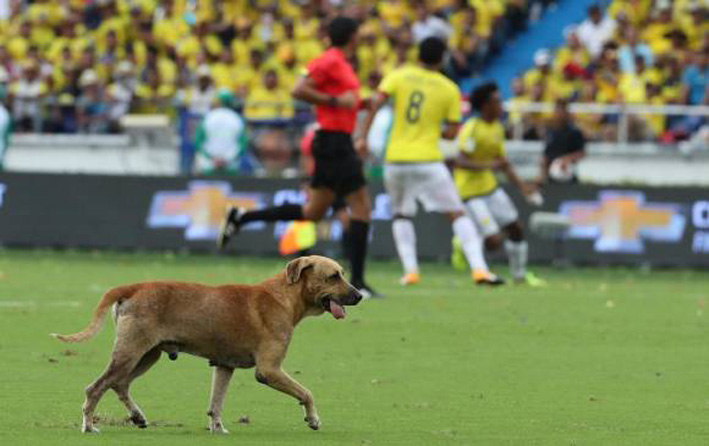 Un perro entre Colombia y Brasil