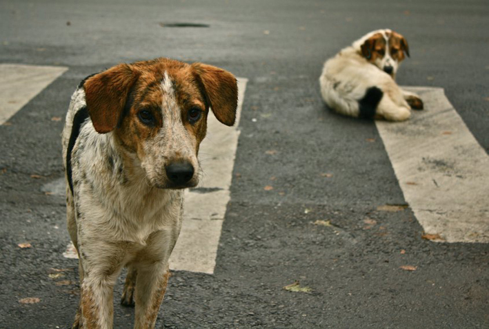 Holanda, el primer país sin canes abandonados sin sacrificarlos