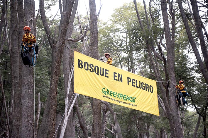 Concientizarán sobre la deforestación