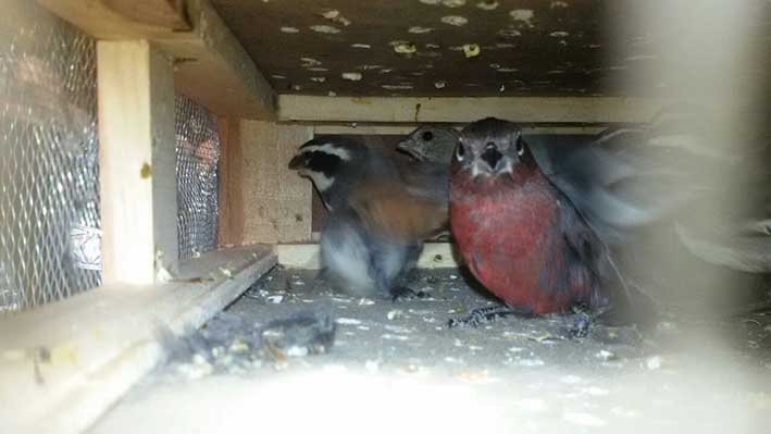 Rescataron 130 pájaros de la bodega de un colectivo de larga distancia