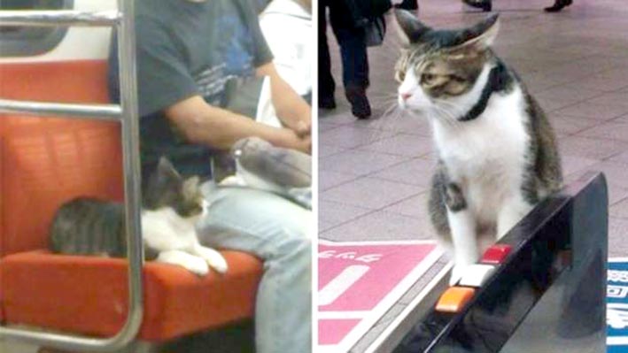 El extraño caso del gato que viaja solo