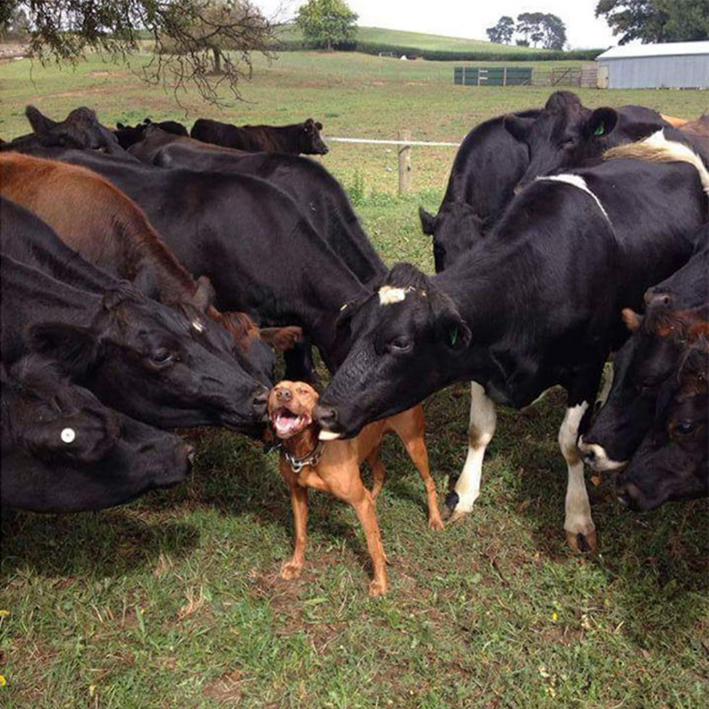 El perro en el establo