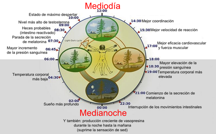 Premio Nobel de Medicina a estudiosos del reloj biológico