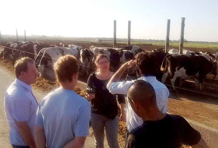 Un collar que hace “hablar” a las vacas lecheras