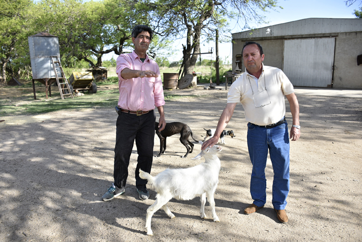 Cría de cabras: más rentable que en zonas tradicionales