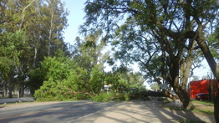 Cayó un árbol y dañó un auto en avenida Colón