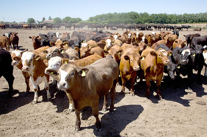 Créditos prendarios para ganadería