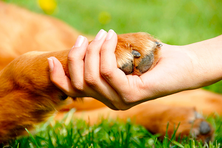 Pasión animalista