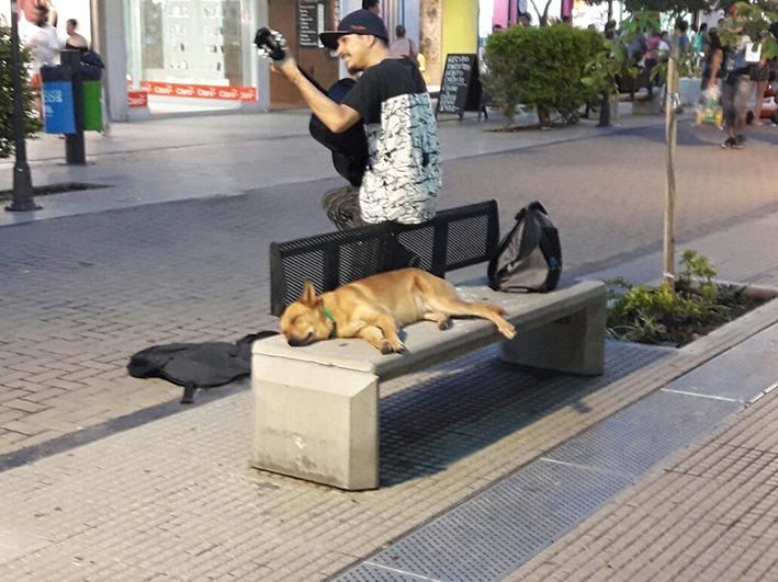 Siesta navideña