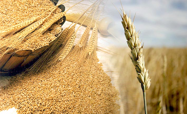 Calidad del trigo  en la región