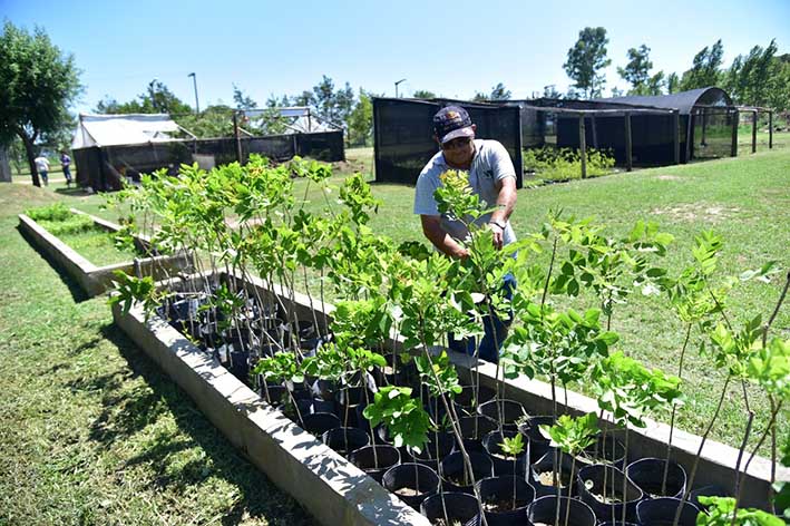 Reactivaron el vivero municipal para forestar con árboles acordes al clima