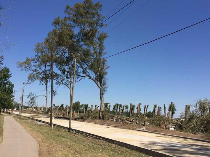 Gill dijo que no se puede tocar «un solo árbol» del Algarrobal