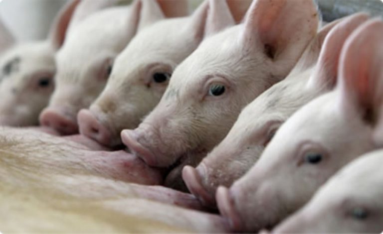 En Córdoba se produce carne de cerdo para cubrir el consumo de 10 millones de argentinos