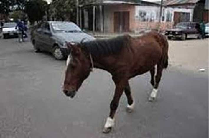 Vendieron 40 animales secuestrados