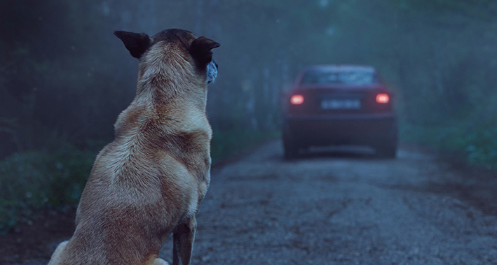 La historia de un perro abandonado