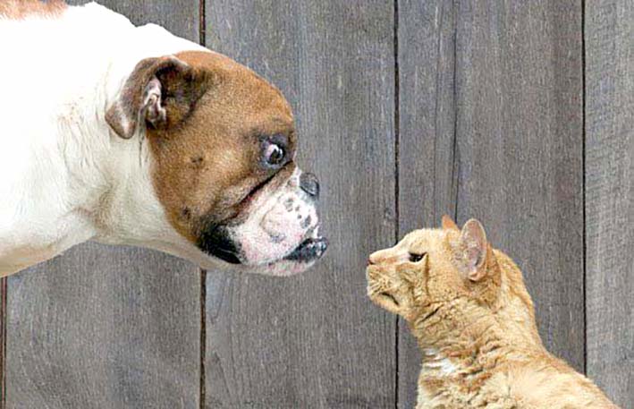 Por qué son enemigos el perro y el gato
