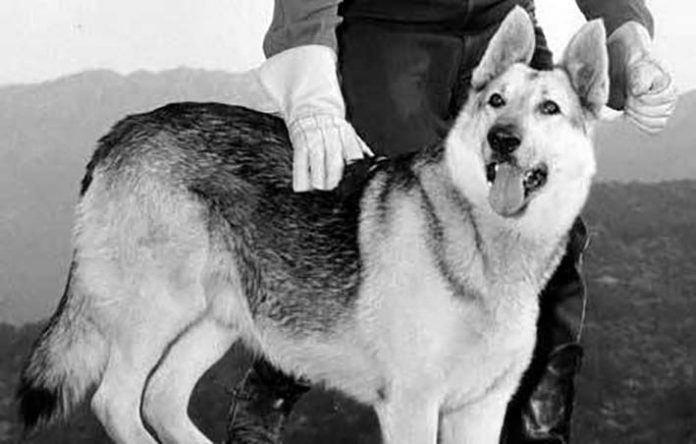 P19-Rin tin tin