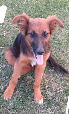 Busca un hogar Busca un hogar