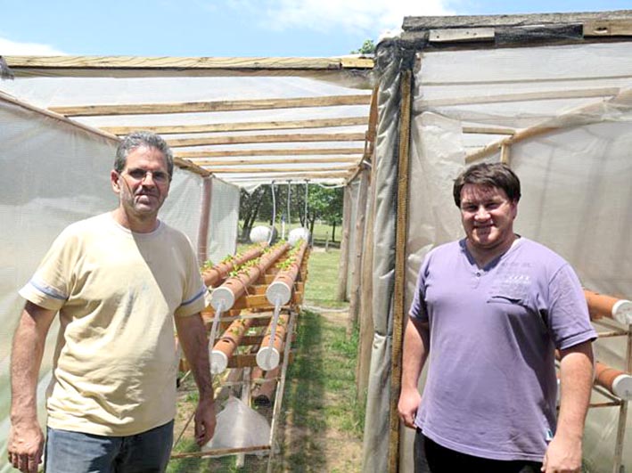 Cómo son los cultivos hidropónicos para obtener plantas sin tierra