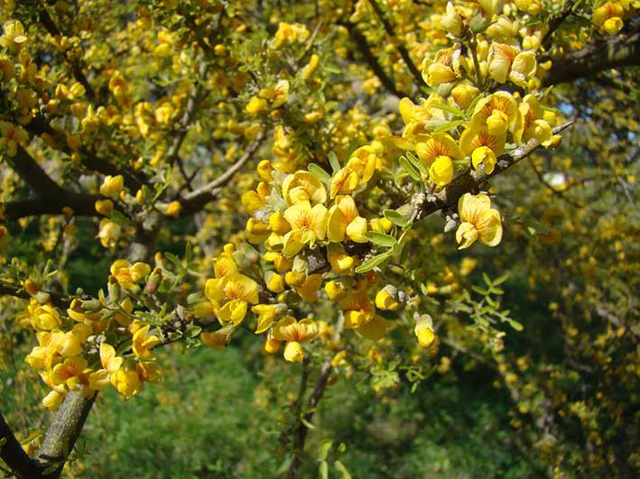 Habrá un vivero de árboles nativos para concientizar sobre lo autóctono Habrá un vivero de árboles nativos para concientizar sobre lo autóctono