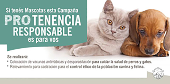 Esterilizaron un total de 74 perros y gatos