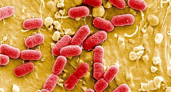 Bacterias cada vez más resistentes a los antibióticos