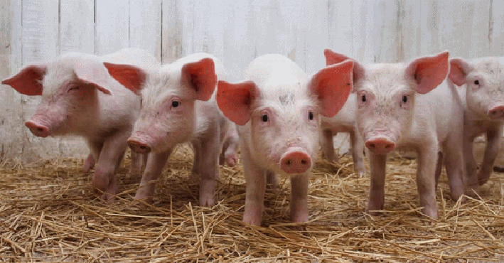 La Argentina ya produce un kilo de cerdo por cada cinco vacunos