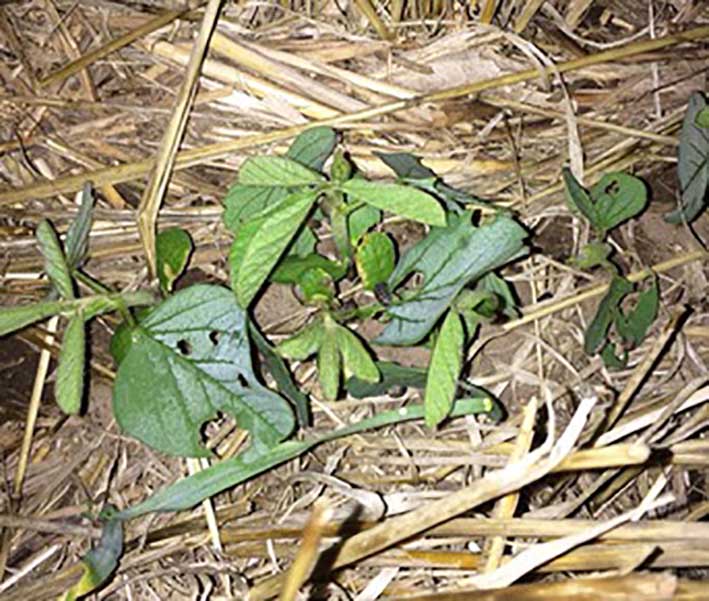 Una plaga de bichos bolita causó daños en Pozo del Molle